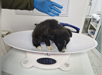 Moritz - kleiner Welpenjunge