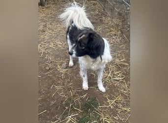 Romeo - verlassen und vergessen