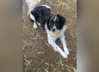 Romeo - verlassen und vergessen