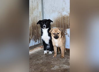 Mary - zuckersüße Welpenmaus