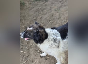 Romeo - verlassen und vergessen