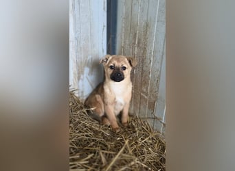 Mary - zuckersüße Welpenmaus