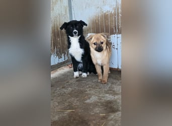 Mary - zuckersüße Welpenmaus