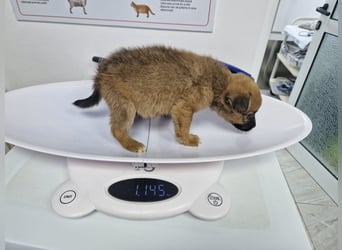 Mary - zuckersüße Welpenmaus