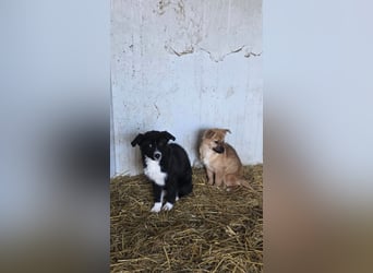 Mary - zuckersüße Welpenmaus