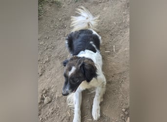 Romeo - verlassen und vergessen