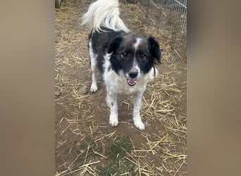 Romeo - verlassen und vergessen