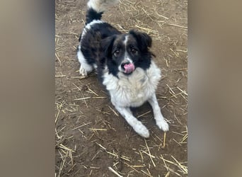 Romeo - verlassen und vergessen