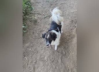 Romeo - verlassen und vergessen