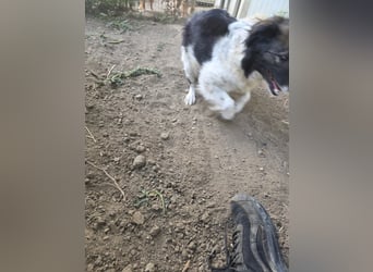 Romeo - verlassen und vergessen