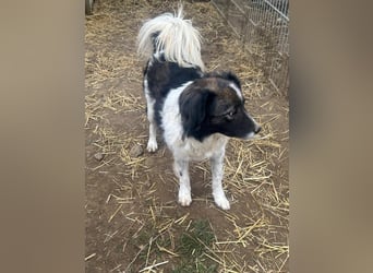 Romeo - verlassen und vergessen