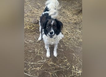 Romeo - verlassen und vergessen