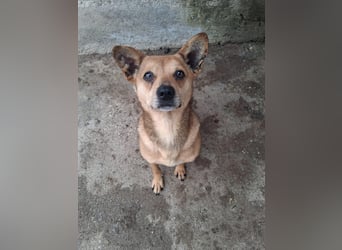 Milka - klein, lieb, verträglich