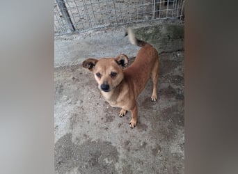 Milka - klein, lieb, verträglich