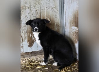 Moritz - kleiner Welpenjunge