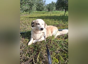 Hündin LIVI sucht ihr Für-immer-Zuhause