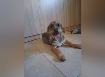 Junghund GIGI sucht sein Körbchen
