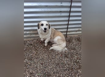 Hündin LIVI sucht ihr Für-immer-Zuhause