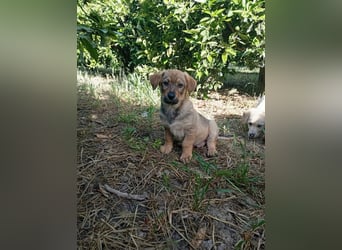 Junghund GIGI sucht sein Körbchen