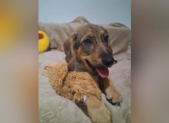 Junghund GIGI sucht sein Körbchen