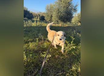 Hündin LIVI sucht ihr Für-immer-Zuhause