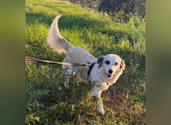 Hündin LIVI sucht ihr Für-immer-Zuhause