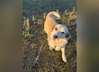 Hündin LIVI sucht ihr Für-immer-Zuhause