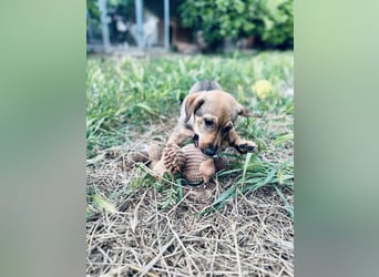 Junghund GIGI sucht sein Körbchen