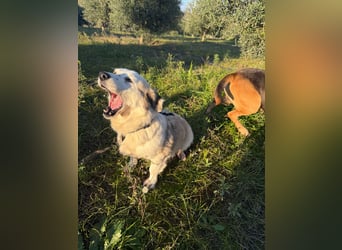 Hündin LIVI sucht ihr Für-immer-Zuhause