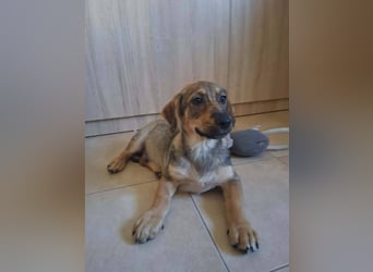 Junghund GIGI sucht sein Körbchen