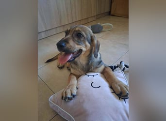 Junghund GIGI sucht sein Körbchen