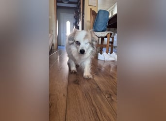 Kleiner Kokoni Mix KYON sucht eine eigene Familie!