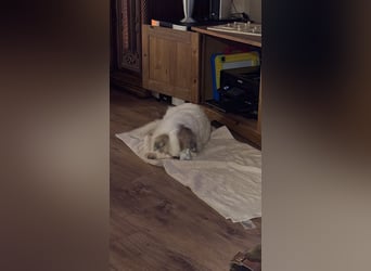 Kleiner Kokoni Mix KYON sucht eine Familie!