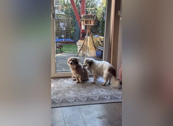 Kleiner Kokoni Mix KYON sucht eine eigene Familie!