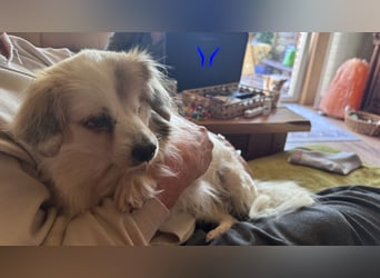 Kleiner Kokoni Mix KYON sucht eine eigene Familie!