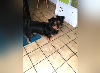 Kleiner Kokoni Mix HANSI sucht eine neue Familie!