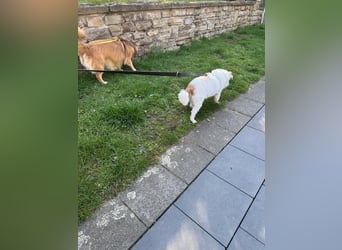 Kleiner Kokoni Mix KYON sucht eine Familie!