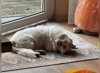 Kleiner Kokoni Mix KYON sucht eine Familie!