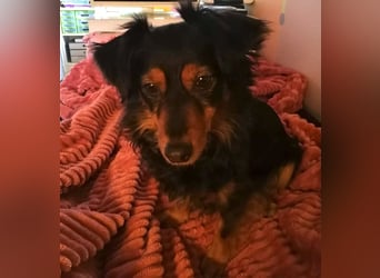 Kleiner Kokoni Mix HANSI sucht eine neue Familie!