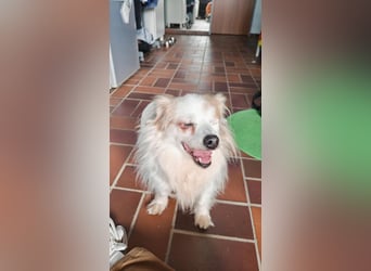 Kleiner Kokoni Mix KYON sucht eine Familie!