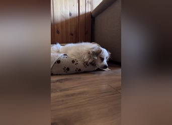 Kleiner Kokoni Mix KYON sucht eine eigene Familie!