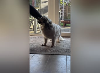 Kleiner Kokoni Mix KYON sucht eine Familie!