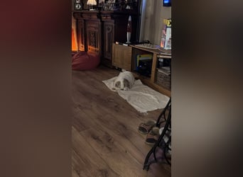 Kleiner Kokoni Mix KYON sucht eine eigene Familie!