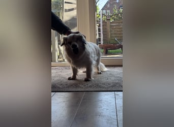 Kleiner Kokoni Mix KYON sucht eine eigene Familie!