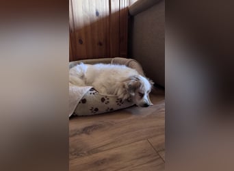 Kleiner Kokoni Mix KYON sucht eine Familie!