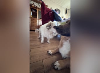 Kleiner Kokoni Mix KYON sucht eine eigene Familie!