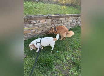 Kleiner Kokoni Mix KYON sucht eine eigene Familie!