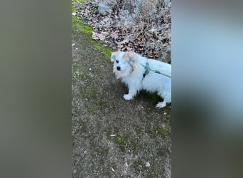 Kleiner Kokoni Mix KYON sucht eine eigene Familie!