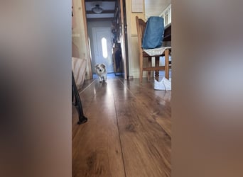 Kleiner Kokoni Mix KYON sucht eine eigene Familie!