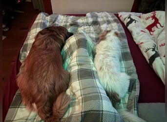 Kleiner Kokoni Mix KYON sucht eine Familie!